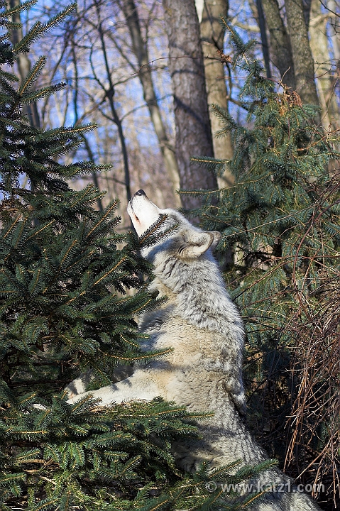 Arctic Wolf 017